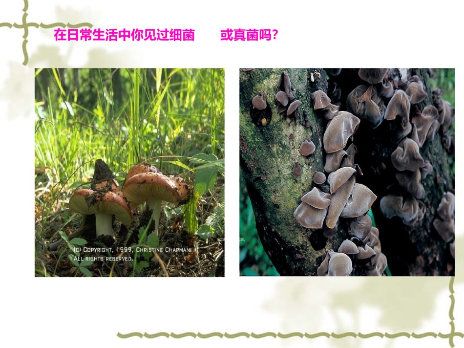 2022年医学专题—.1-细菌和真菌的分布(2018).ppt_第2页