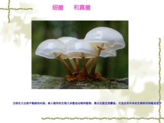 2022年医学专题—.1-细菌和真菌的分布(2018).ppt