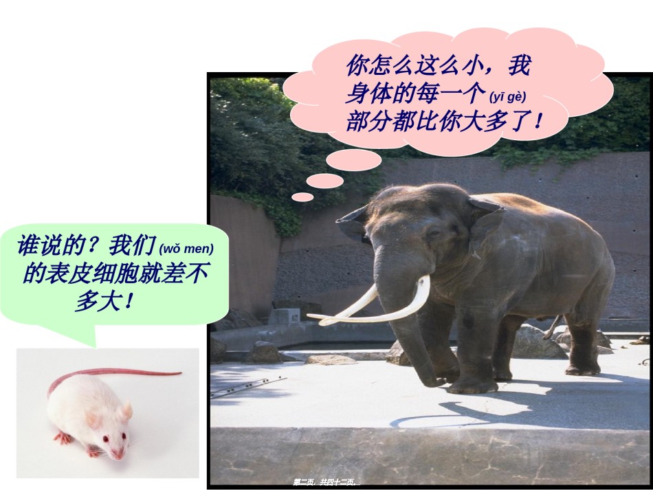 2022年医学专题—.1细胞的增殖好动画.ppt_第2页