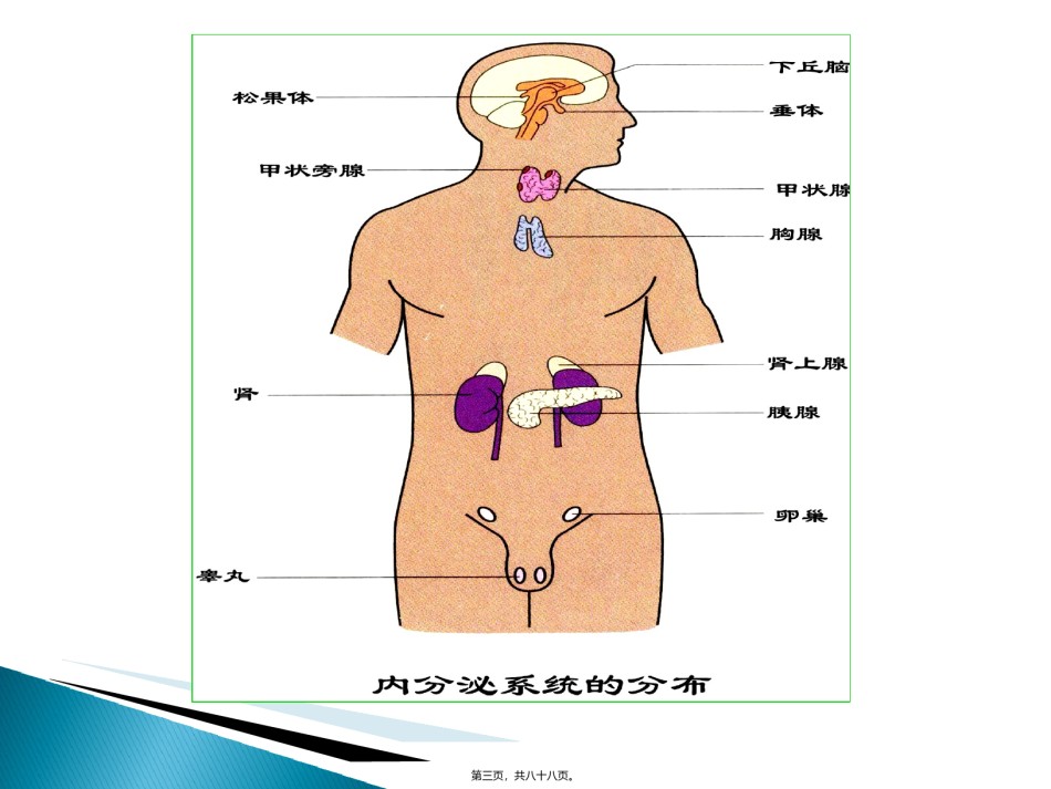 2022年医学专题—.-内分泌.ppt_第3页
