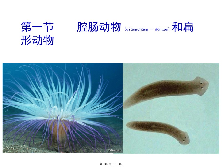 2022年医学专题—.1.1腔肠动物和扁形动物(31张PPT)(1).ppt_第1页