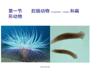 2022年医学专题—.1.1腔肠动物和扁形动物(31张PPT)(1).ppt