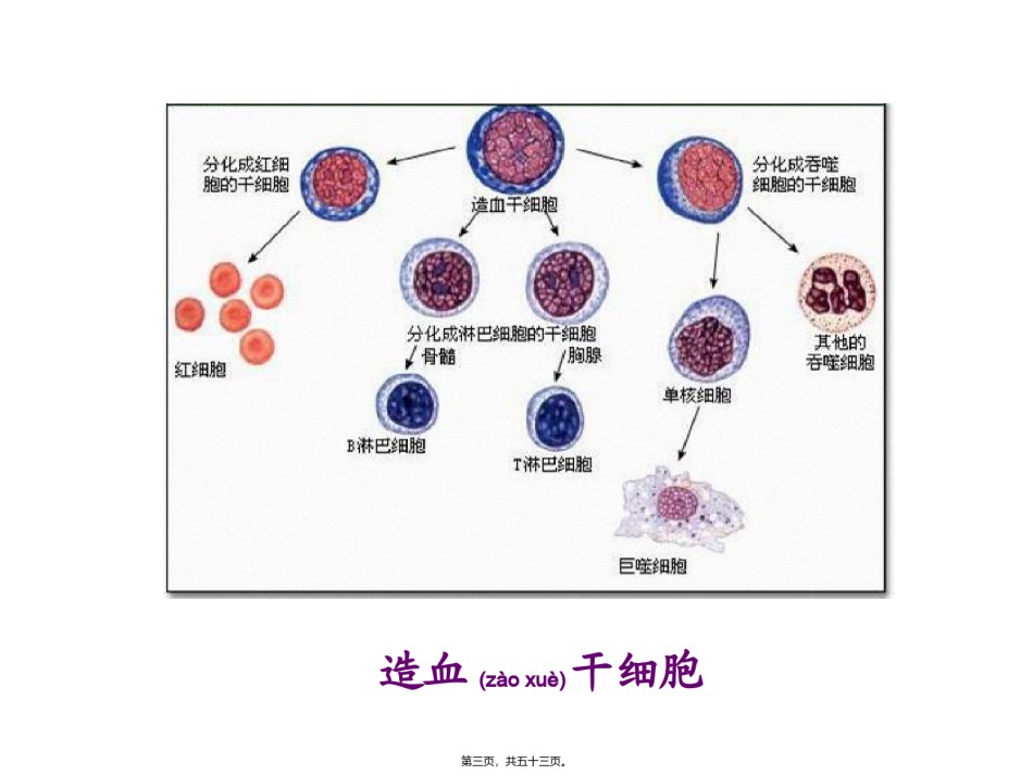 2022年医学专题—.2-第二节细胞的分化.ppt_第3页