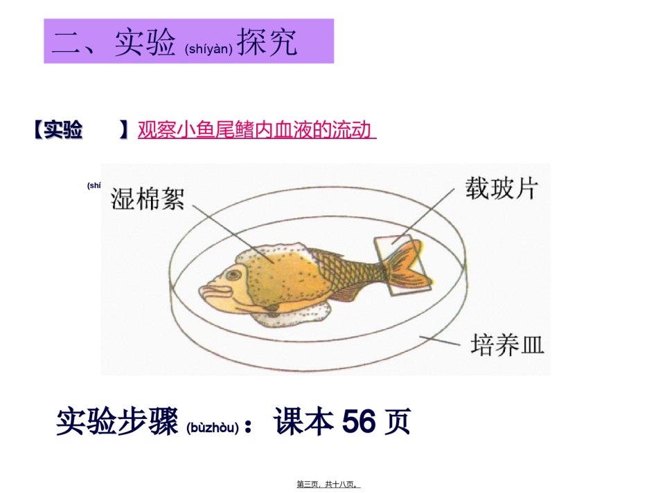 2022年医学专题—.4.2血流的管道——血管2.ppt_第3页