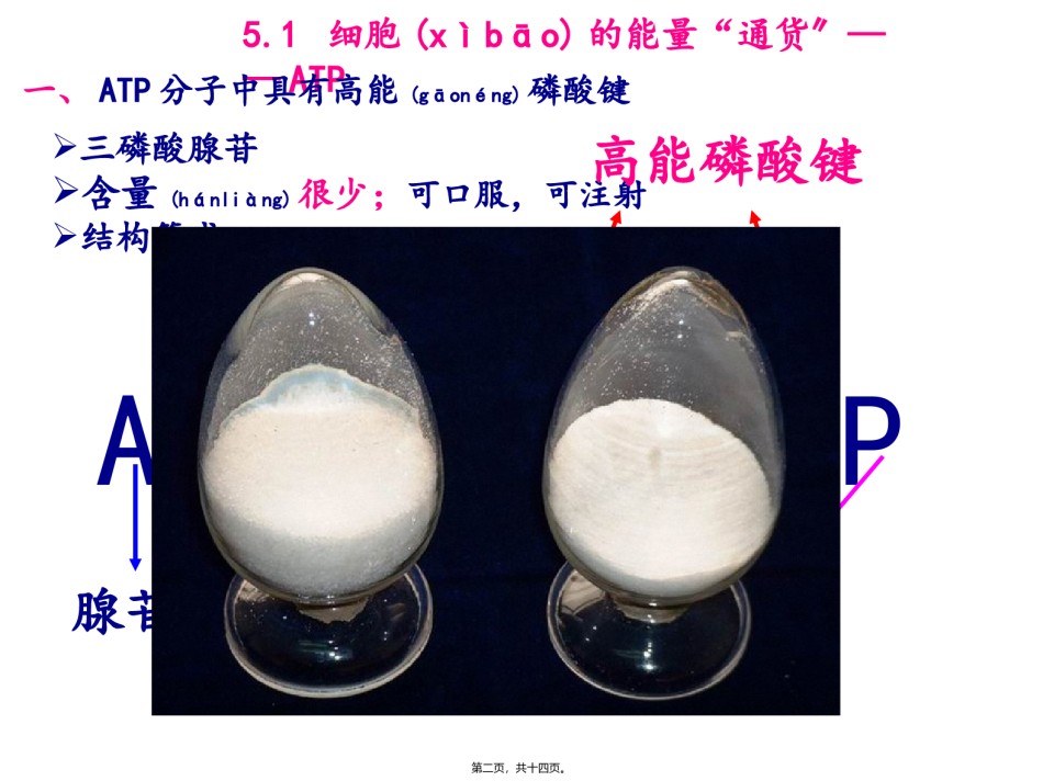2022年医学专题—.2细胞的能量“通货”——ATP.ppt_第2页