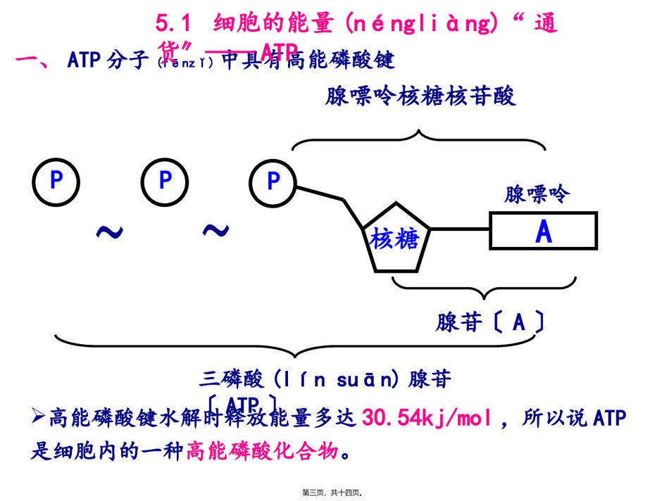 2022年医学专题—.2细胞的能量“通货”——ATP.ppt_第3页