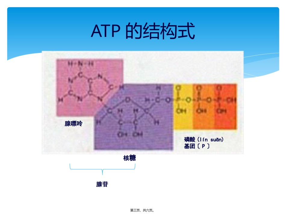 2022年医学专题—.2细胞的能量通货——ATP.pptx_第3页