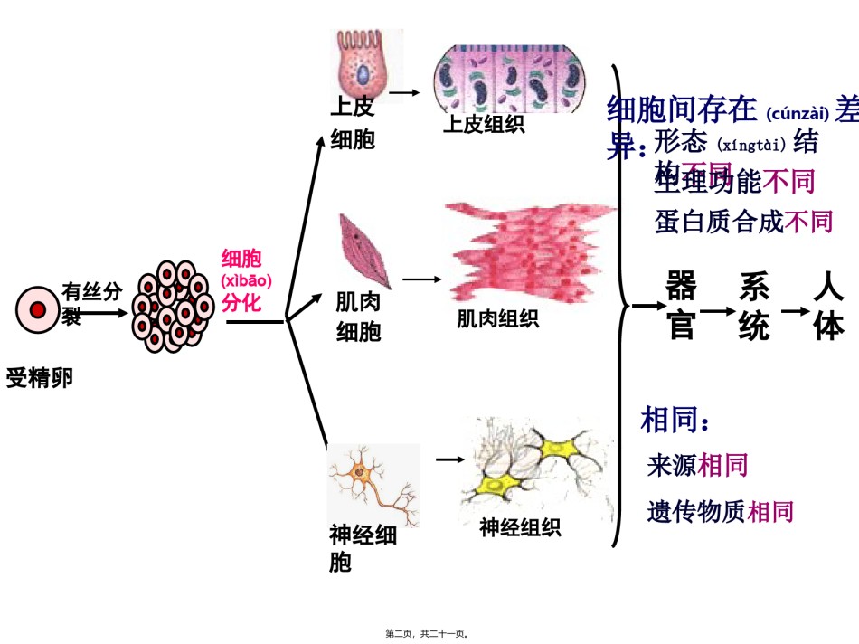 2022年医学专题—.2细胞分化.ppt_第2页