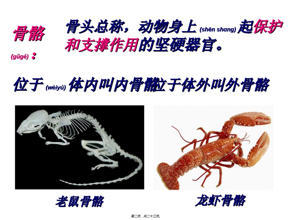 2022年医学专题—.4.2--骨骼关节和肌肉.ppt_第2页