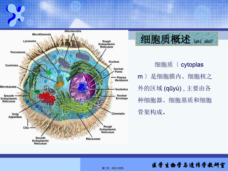 2022年医学专题—(细胞质)全解.ppt_第2页
