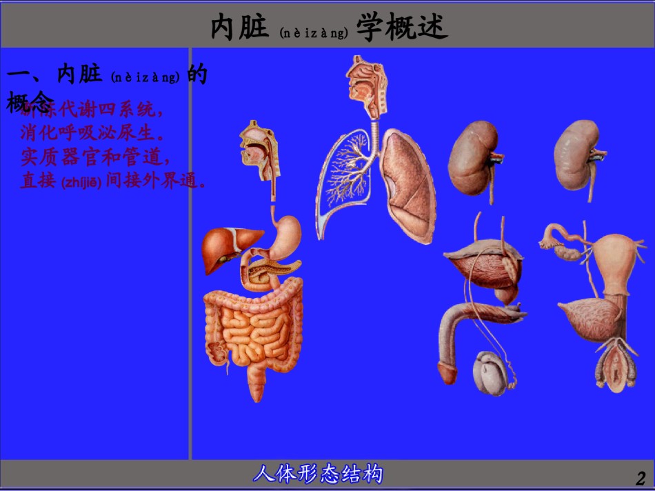 2022年医学专题—.消化管(厦门医高专).ppt_第2页