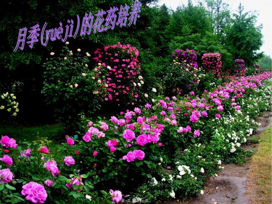 2022年医学专题—[高二理化生]3[1]2月季花药培养.ppt_第1页