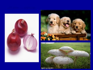 2022年医学专题—《生命活动的基本单位—细胞》.ppt