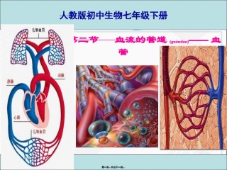 2022年医学专题—《血流的管道—血管》.ppt