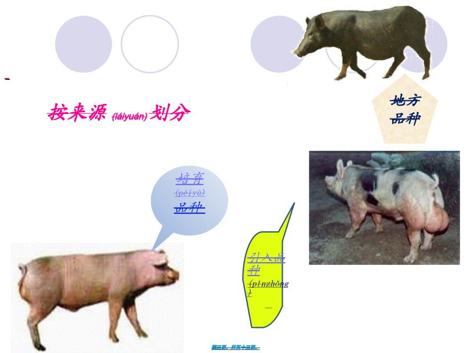 2022年医学专题—《养猪与猪病防治》-三、猪的类型与品种认识解读.ppt_第3页