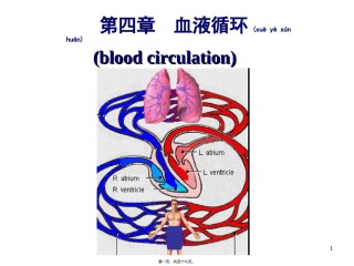 2022年医学专题—4-血液循环剖析.ppt