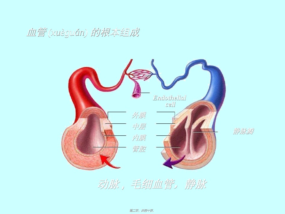 2022年医学专题—4.3.血管生理(08-09-24-25).ppt_第2页