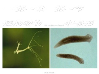 2022年医学专题—5.1.1腔肠动物和扁形动物-(共22张PPT).ppt