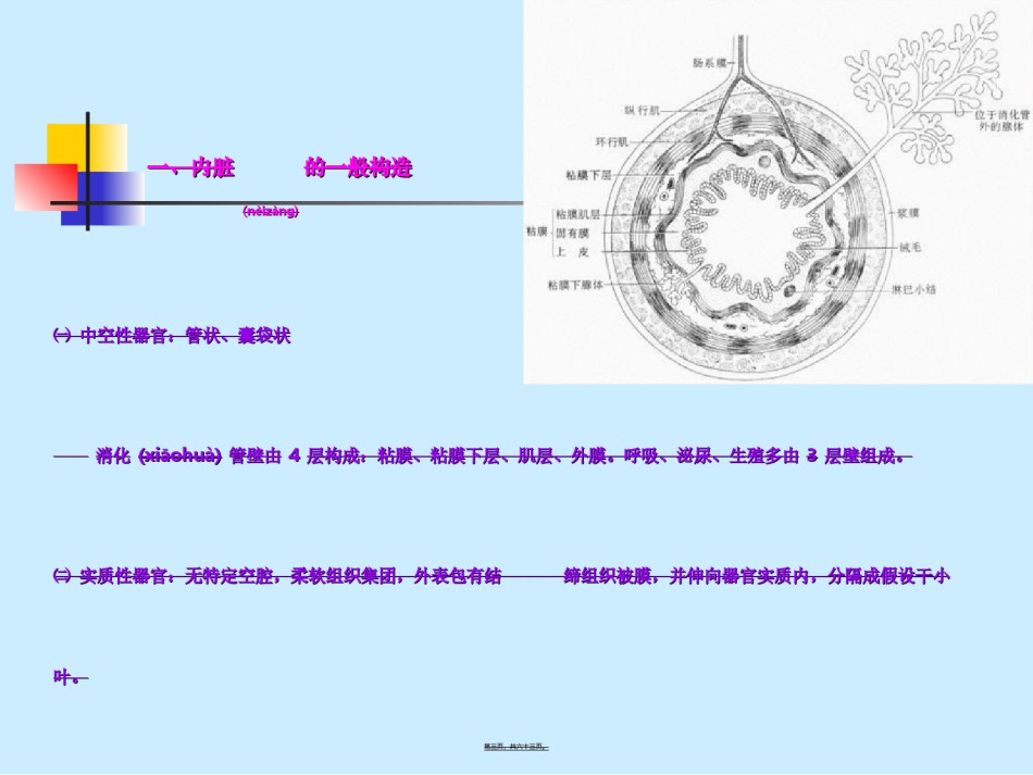 2022年医学专题—6--内脏学-消化.ppt_第3页