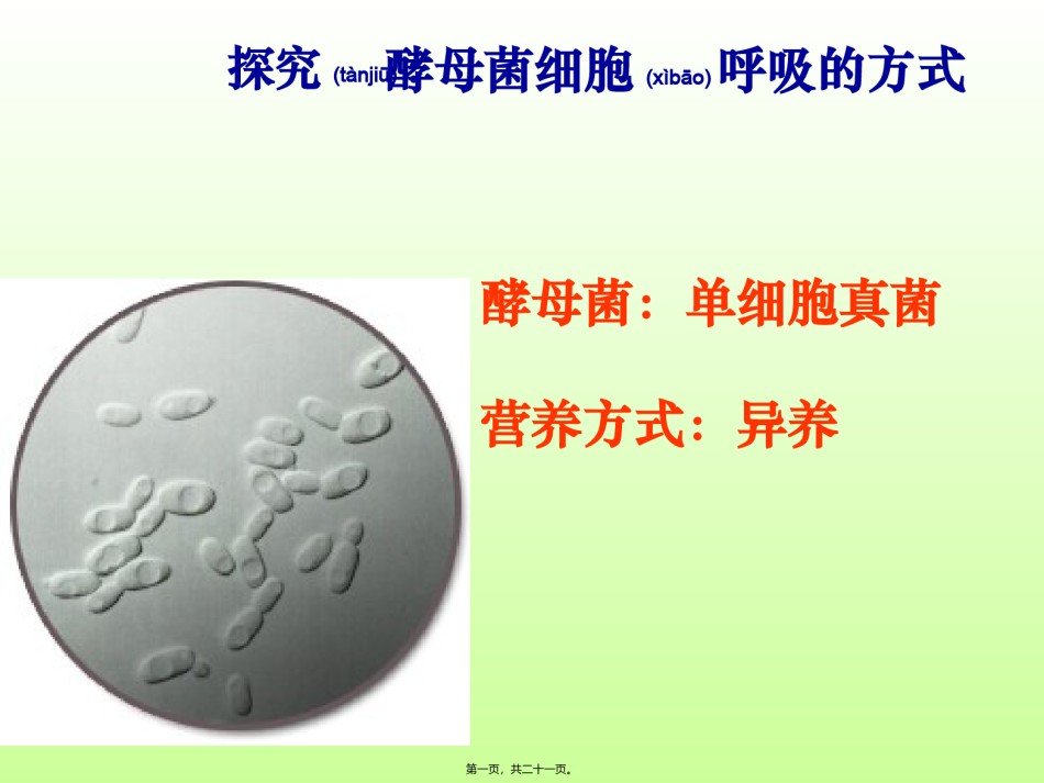 2022年医学专题—531细胞呼吸之酵母菌细胞呼吸方式.ppt_第1页