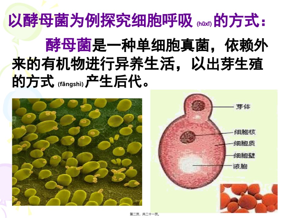 2022年医学专题—531细胞呼吸之酵母菌细胞呼吸方式.ppt_第2页