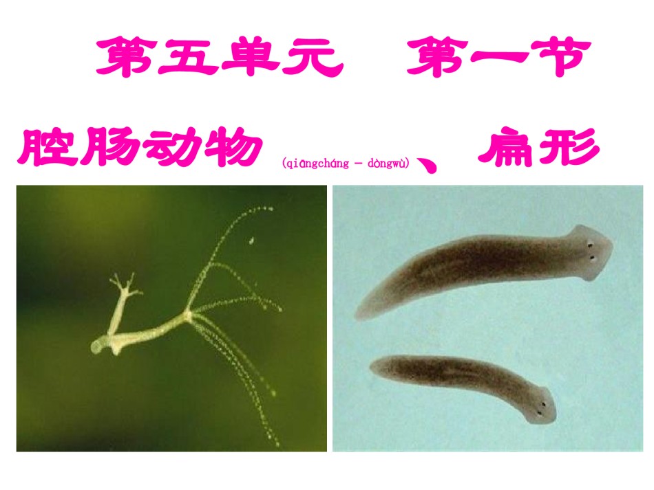2022年医学专题—八年级腔肠动物和扁形动物ppt.ppt_第1页