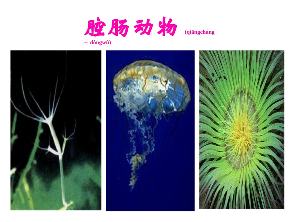 2022年医学专题—八年级腔肠动物和扁形动物ppt.ppt_第2页