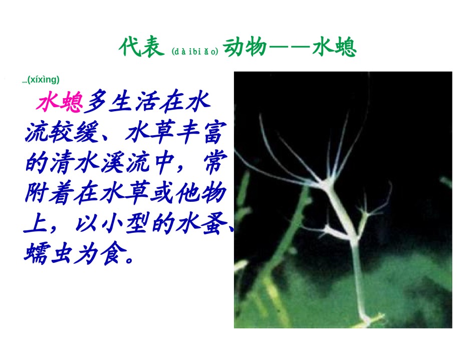 2022年医学专题—八年级腔肠动物和扁形动物ppt.ppt_第3页