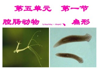 2022年医学专题—八年级腔肠动物和扁形动物ppt.ppt