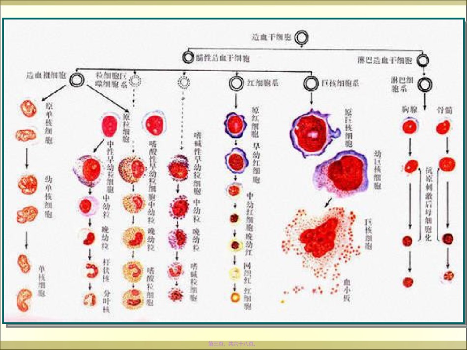 2022年医学专题—白细胞分化抗原(华农).ppt_第3页