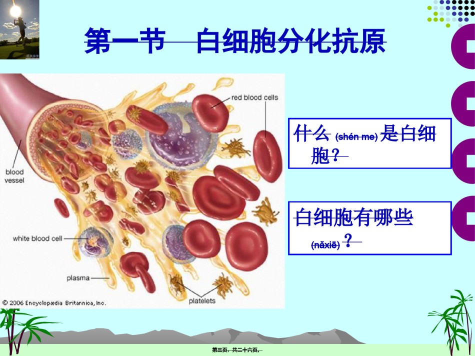 2022年医学专题—白细胞分化抗原与黏附分子.ppt_第3页