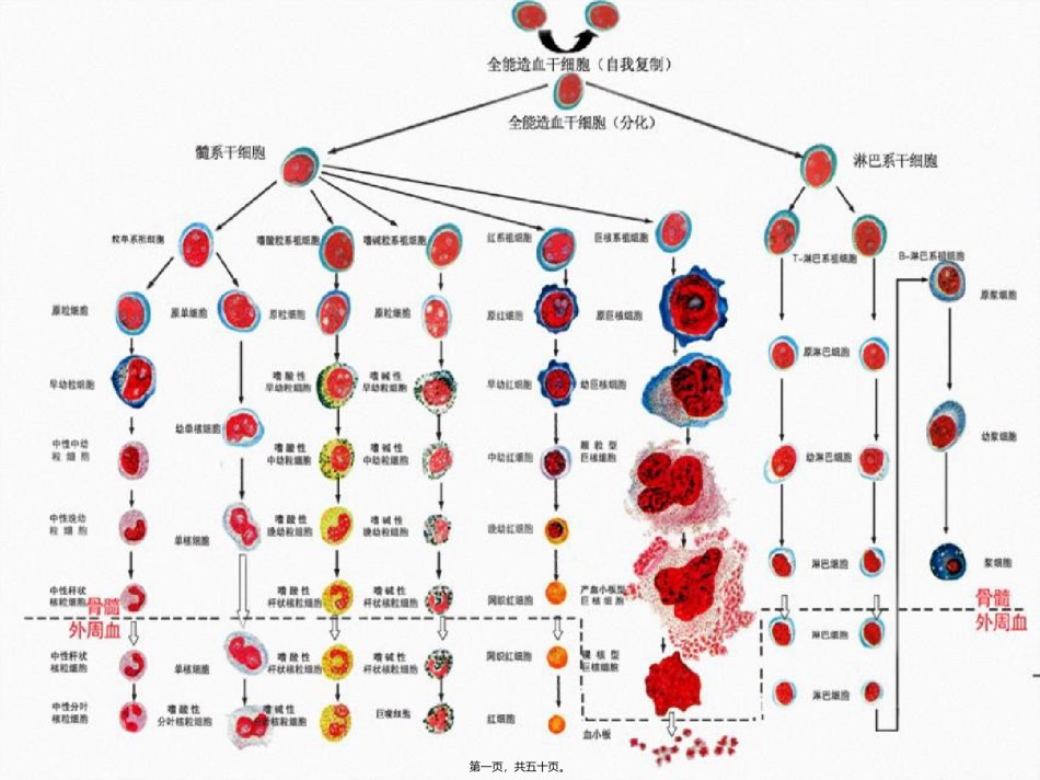 2022年医学专题—白细胞减少症及粒细胞缺乏症.ppt_第1页