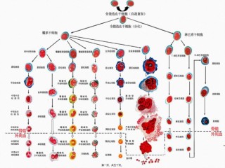2022年医学专题—白细胞减少症及粒细胞缺乏症.ppt