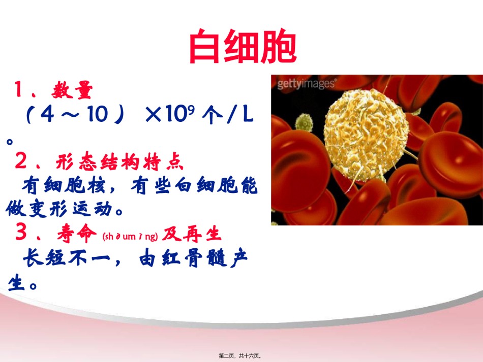 2022年医学专题—白细胞与血小板.ppt_第2页