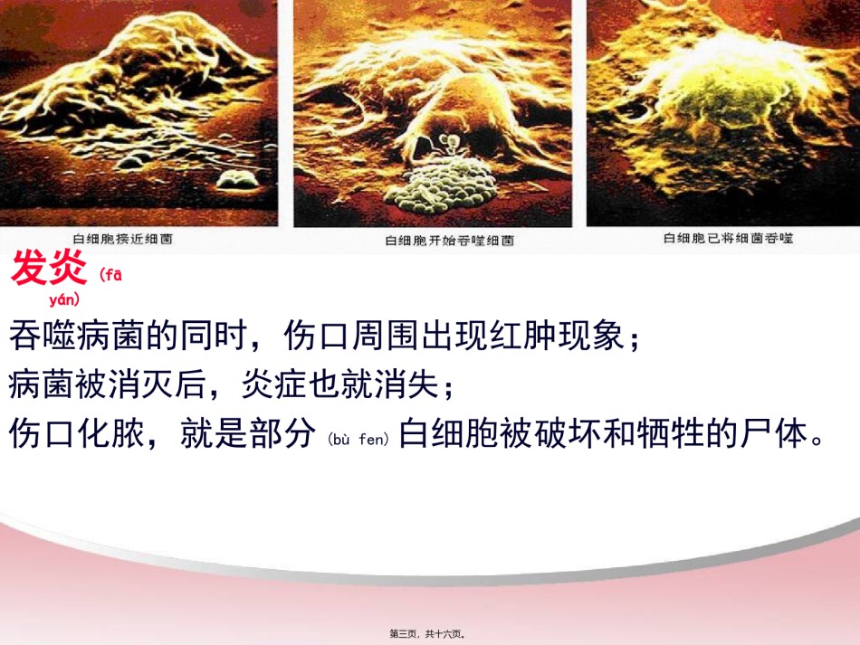 2022年医学专题—白细胞与血小板.ppt_第3页
