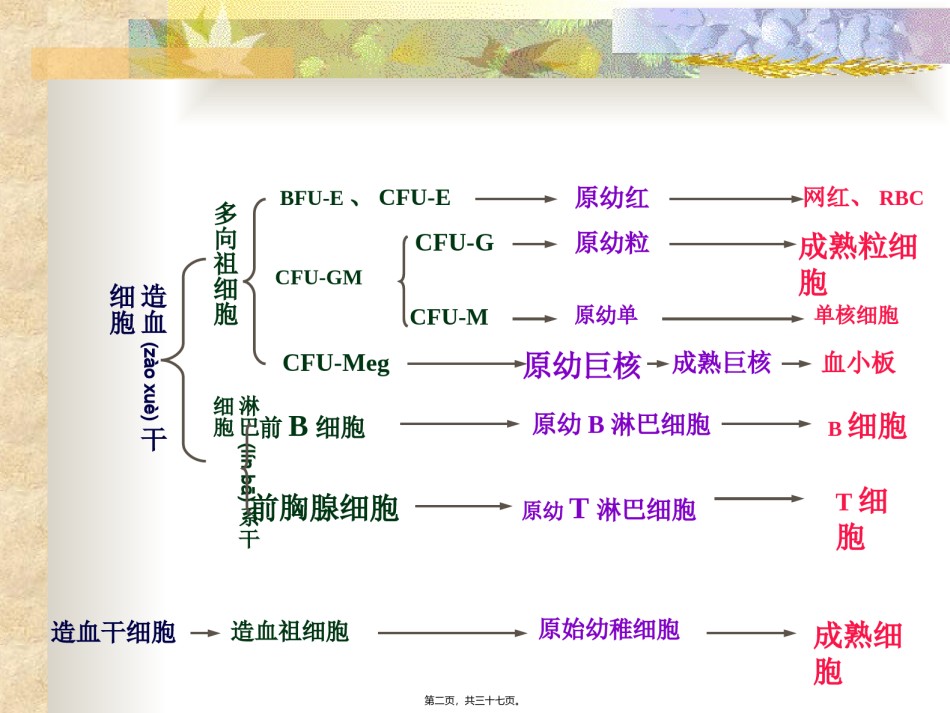2022年医学专题—白血病.ppt_第2页