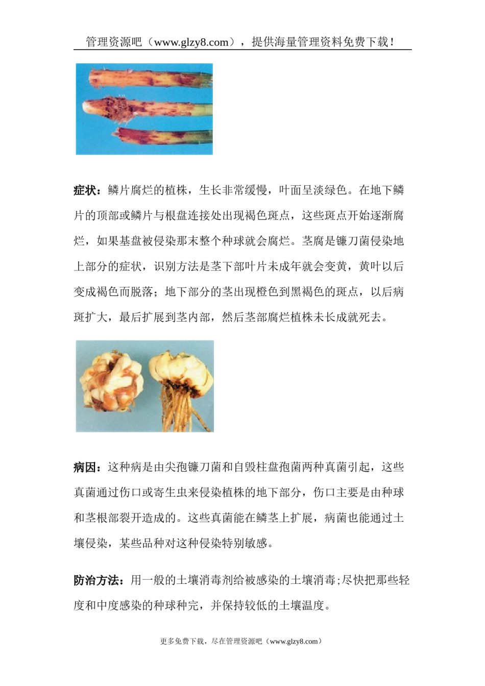 2022年医学专题—百合常见病虫害的防治.docx_第2页