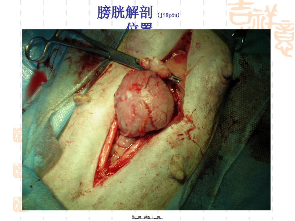 2022年医学专题—膀胱炎模型建立与诊疗.ppt_第3页