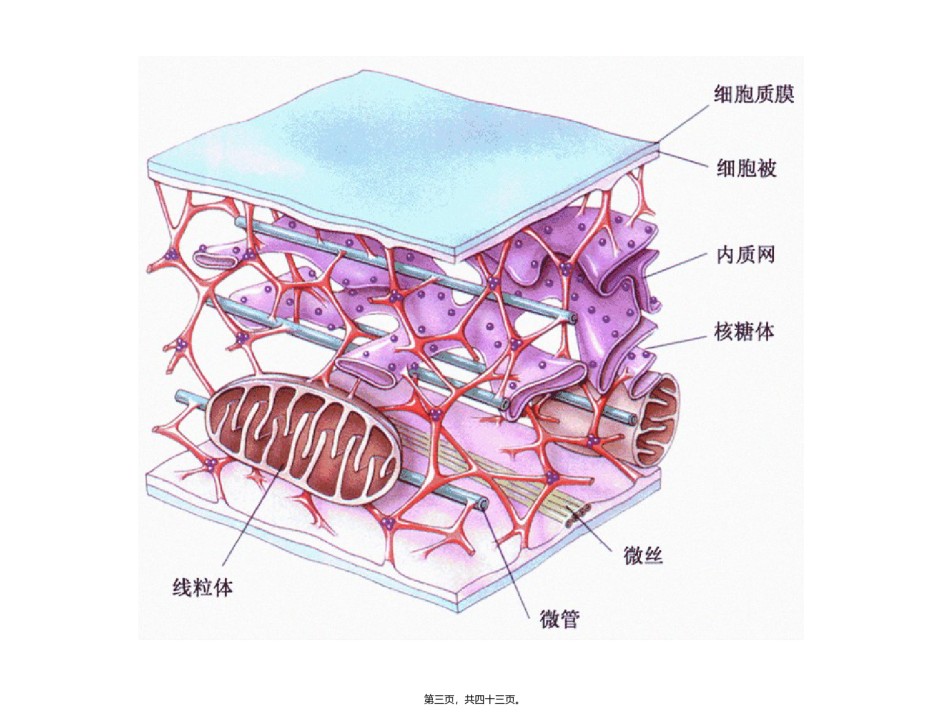 2022年医学专题—包括细胞质骨架微管微丝和中间纤维.ppt_第3页