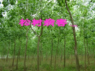 2022年医学专题—北方松树病害.ppt