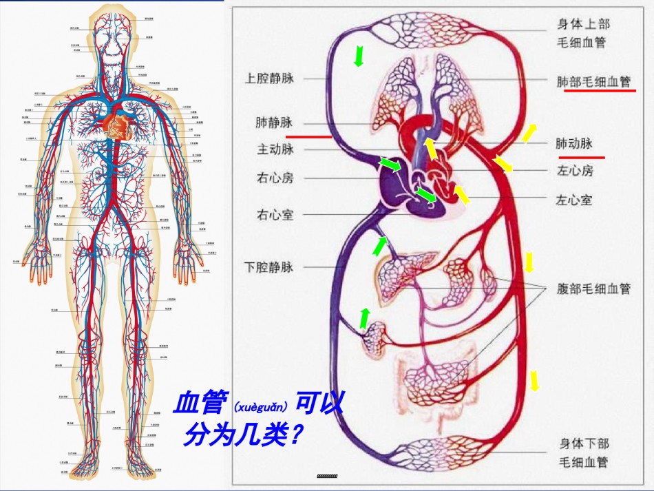 2022年医学专题—北师大版-血液循环.ppt_第1页