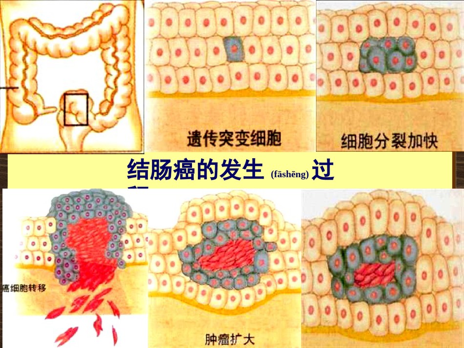2022年医学专题—北师大版必修1细胞癌变、分化、凋亡和衰老.ppt_第3页