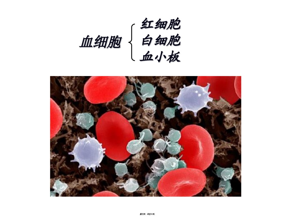 2022年医学专题—必修1-6-2细胞的分化、衰老、凋亡、癌变.ppt_第3页