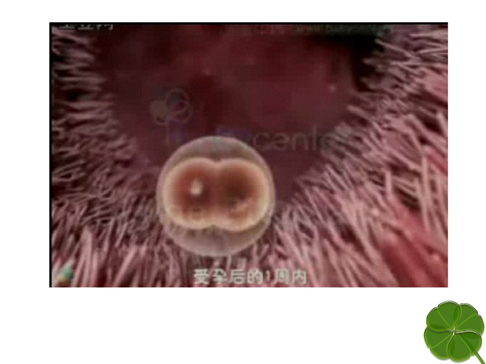 2022年医学专题—必修1：6.2细胞的分化.ppt_第3页