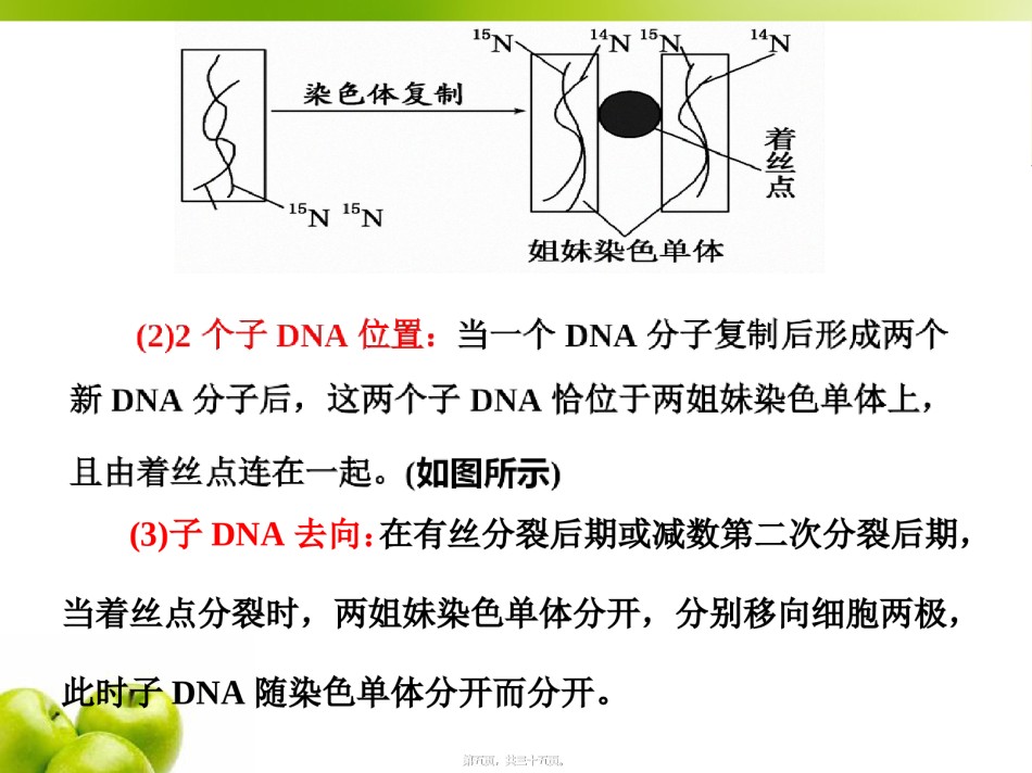 2022年医学专题—必修2第二单元第4讲-巧用图解-突破DNA复制与细胞分裂中染色体标记问题.ppt_第2页