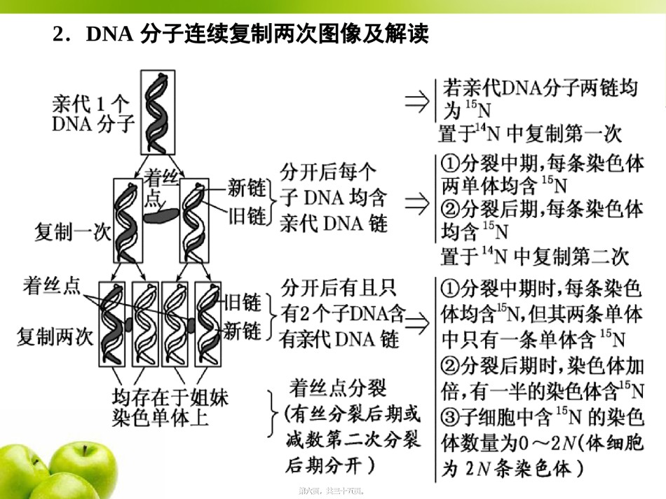 2022年医学专题—必修2第二单元第4讲-巧用图解-突破DNA复制与细胞分裂中染色体标记问题.ppt_第3页