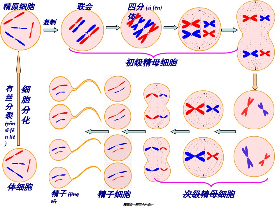 2022年医学专题—必修二2.1卵细胞的形成过程.ppt_第3页