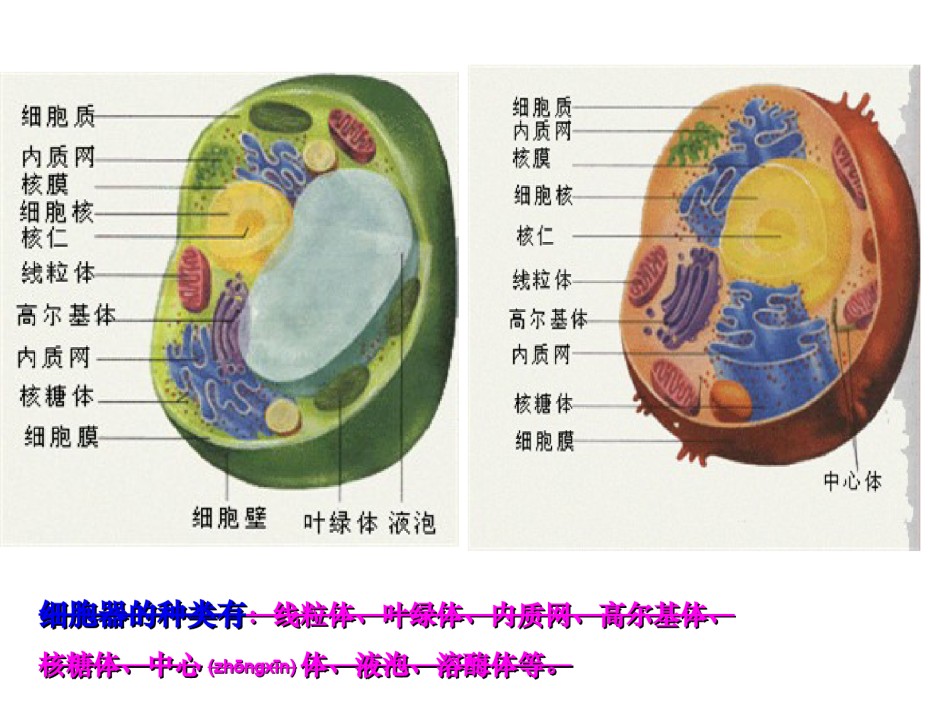 2022年医学专题—必修一第三章第二节3.2《细胞器-系统内的分工合作》.ppt_第3页