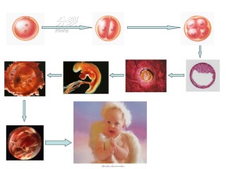 2022年医学专题—必修一细胞分化.ppt
