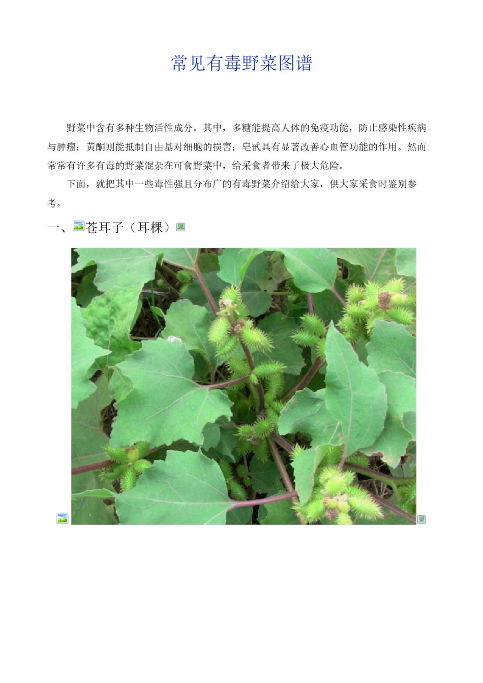 2022年医学专题—常见有毒野菜(图谱).docx_第1页